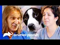 Heartfelt Dog Reunions Dr Jeff Rocky Mountain Vet