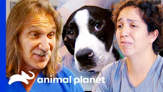 Heartfelt Dog Reunions Dr Jeff Rocky Mountain Vet