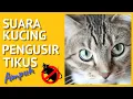 Download Lagu Suara Kucing Pengusir Tikus | Pengusir Tikus Paling Ampuh | Pengusir Tikus Tanpa Iklan |