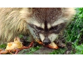 Download Raccoon Vs Rock Crab | Blue Planet | BBC Earth mp4 3gp mp3 videos - waplic