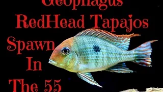 Download Close Up Video: Geophagus RedHead Tapajos Spawn in the 55 MP3