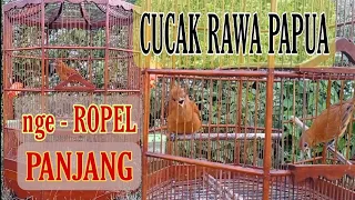 cucak emas gacor full pancingan cucak emas