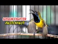 Download Lagu SOGON FIGHTER LANGSUNG RESPON DENGAR SUARA SOGON GACOR #sogongacor #sogon #sogokontonggacor
