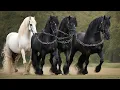Download Lagu CAI FRIZIENI DE VIS! Eleganță și putere la târgul de la Râșnov-Brașov ❤️