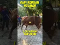 Download Lagu Momen Sapi kurban Ngamuk #shorts #sapiqurbanngamuk #sapingamuk