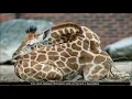 How does Giraffes Sleep - Earthlyknowhow com