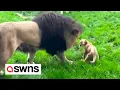 Download Lagu Cute moment lion cub stands up to father picking on him - prompting its mum to get involved | SWNS