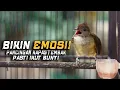 Download Lagu BIKIN EMOSI! PANCINGAN KAPAS TEMBAK GACOR! MASTERAN KAPAS TEMBAK!