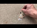 time lapse of singing mouse street art
