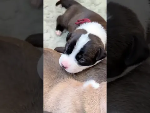 Warning: extreme puppy cuteness