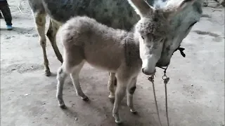 سعر حمارة والده   قناه الحلوين دندنها