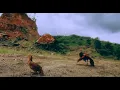 Download Lagu Bẫy Gà Rừng bằng gà mái Quá nhanh #chicken #garung #gamairung #animals #Shorts