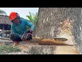 Download Lagu The fastest skill cut down 4 trees in a row with strongest chainsaw‼️