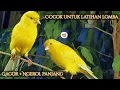 Download Lagu Terbaru masteran kenari gacor mewah juara | Cocok untuk lomba