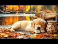 Download Lagu 12 Hours Of Dog Music 🐾 music for dogs with separation anxiety 💔 pet calming music🌙 💤