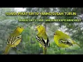 Download Lagu Suara pikat Sirtu paling ampuh khusus burung yang susah turun