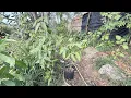 Yes you can grow SPANISH LIME aka QUINIP QUINEPA in Central Fl