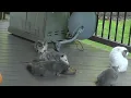 Opossum Eating Side by Side with Cats