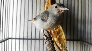 suara kemade betina gacor memancing lawan emosi