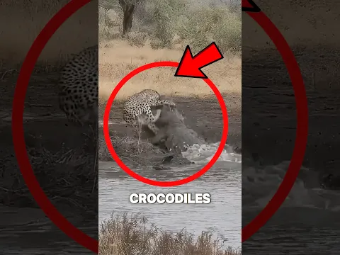 A Leopard Challenged a Crocodile in the Water #shorts