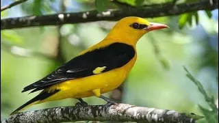 أفضل صوت صفري مجرب للصيد    صيد  أيلول  تيان  دندنها