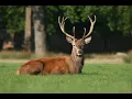 Top 10 Public Hunting Lands in Delaware 2022