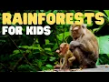 Lagu Rainforests for Kids | Learn all about the two types of rainforests