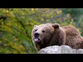 Brown Bear visit www Eyesight4Vision com Nature 4k Nature scape