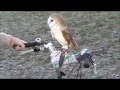 How to teach your owl to go on bike rides with you