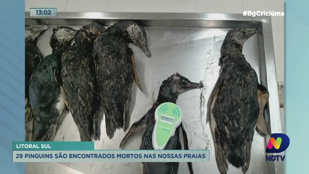 Pinguins são encontrados mortos em praias do Litoral Sul