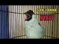 Download Lagu Suara Burung Kutilang Mengajak Lawan Agar Bunyi Jadikan Kutilang Emosi Nyaut