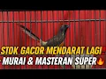 Download Lagu KEMBALI GEMPAR‼️ MURAI TROTOL FIGHTER \u0026 MASTERAN SUPER GACOR MENDARAT LAGI🔥