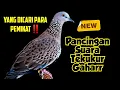 Lagu Suara Tekukur Gaharr, Yang Dicari Para Pemikat || Cocok Untuk Pancingan Memikat