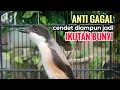 Lagu Suara Cendet Gacor Toet toet Efektif Anti Gagal Bikin Cendet Malas pun Langsung Nyaut Bunyi Seketika