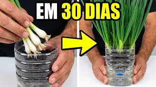 Como Plantar CEBOLINHA em VASO Auto Irrigável feito com Garrafa Pet passo a passo
