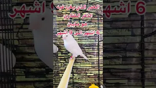 عمر الذي يغرد فيه الكناري و متى يصبح جاهز لتزاوج 