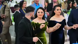 طارق شيخاني ديلانه ميراني 2024 