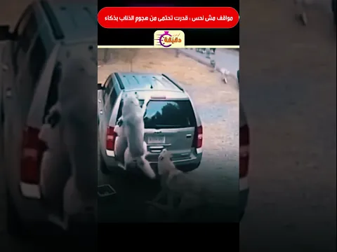 مواقف مش نحس : قدرت تحتمى من هجوم الذئاب بذكاء