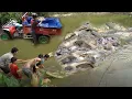 Download Lagu Harvesting fish in an abandoned pond after 12 years - Growing Corn on a Green Farm in the Mountains