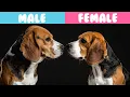 Male VS Female Beagle 10 Differences You NEED To Know
