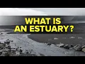 What is an Estuary in Ecosystem Environmental Studies Letstute