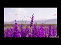 เพียงหนึ่งคำ - ปิงปอง ศิรศักดิ์