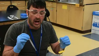 Diffusion and Osmosis lab for ACC students
