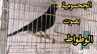 تغريد الجحمومية بصوت طائر الوطواط دندنها