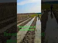 Download Lagu tanaman bonteng timun di pasang teturus umur 13 hri