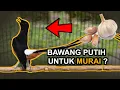 Download Lagu AWAS! Berikut Manfaat BAWANG PUTIH untuk MURAI BATU  dan Cara Pemberian Yang AMAN!
