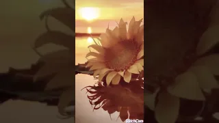 حالات واتس اب صور سريعة ورود و فراشات 