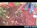 Fertilizing Watering Hostas