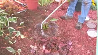 Fertilizing Watering Hostas