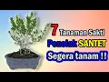 Download Lagu 7 TANAMAN SAKTI PENANGKAL SANTET